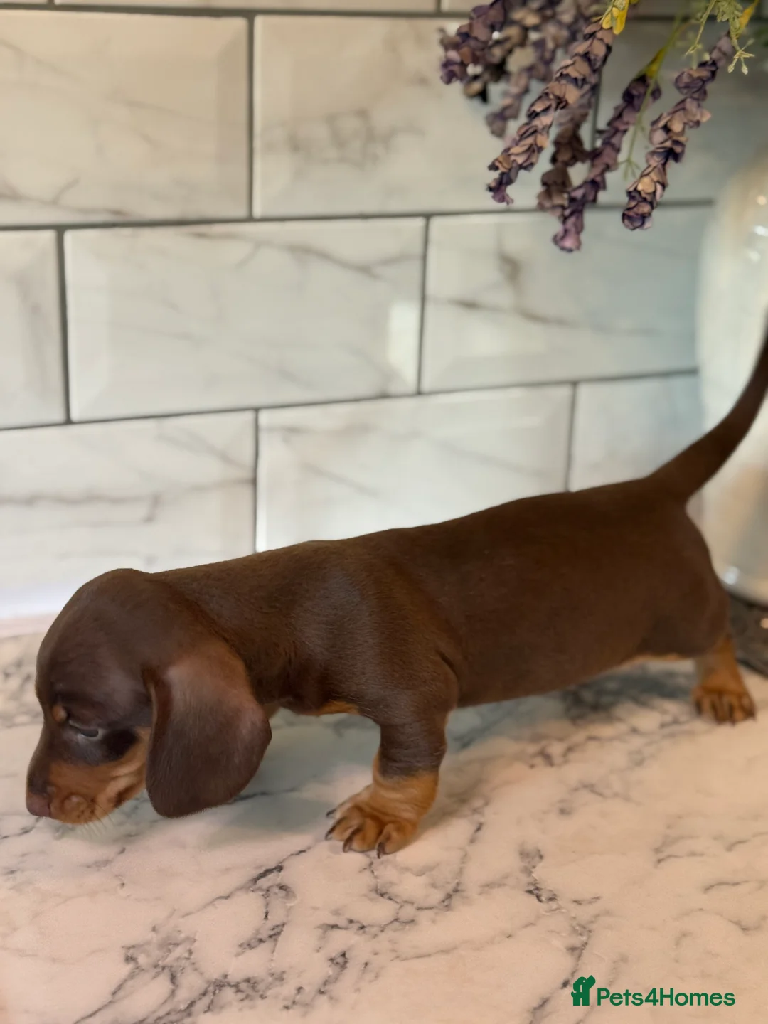 Miniature Dachshund dogs for sale: 🎀 SHOW QUALITY KC REGISTERED MALES AND FEMALES 🎀 - Advert 18