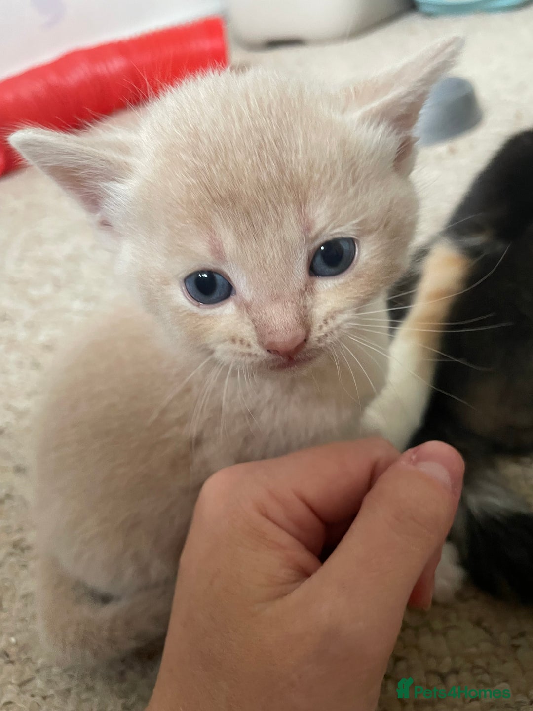 Munchkin cats for sale: Munchkin kittens for sale - Image 25