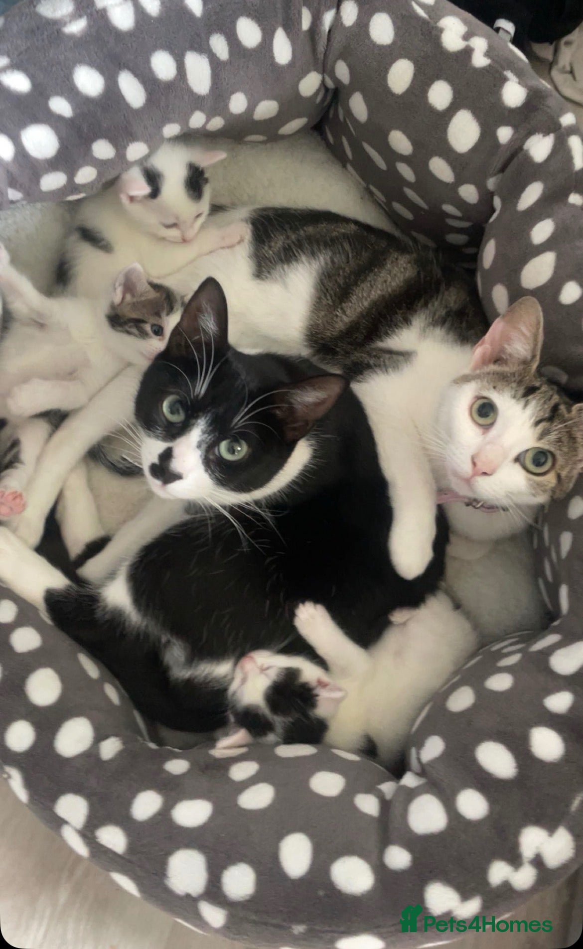 Mixed Breed cats Beautiful Mixed Kittens - Advert 1