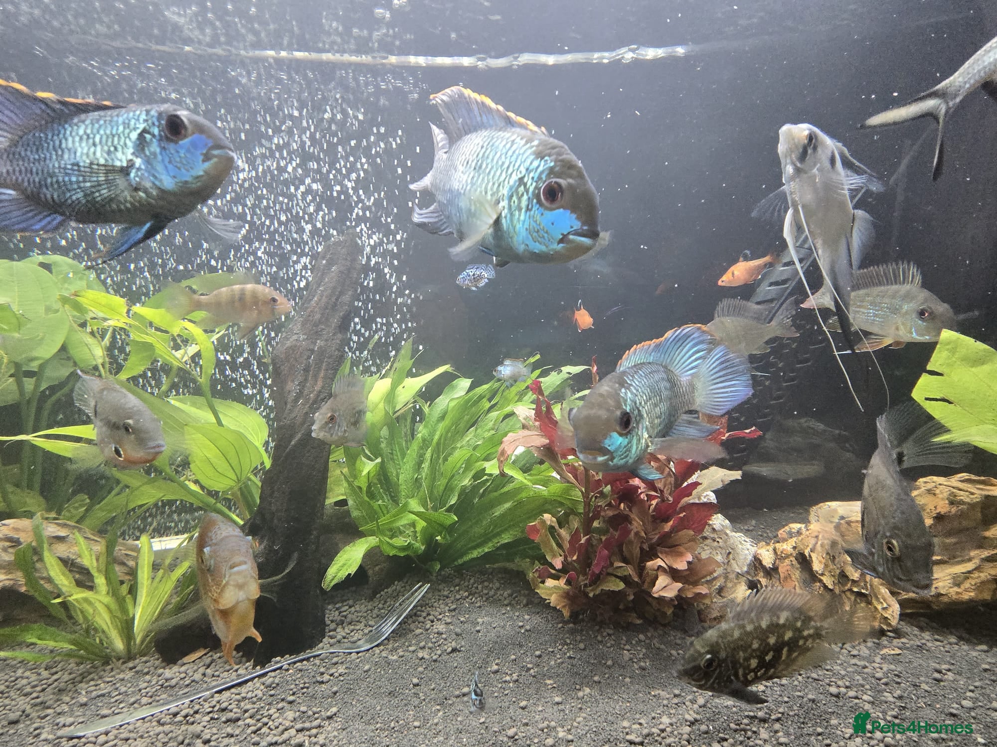Cichlids fish Blue electric acara  - Advert 5