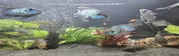 Cichlids fish for sale: Blue electric acara  in Preston - Advert 1