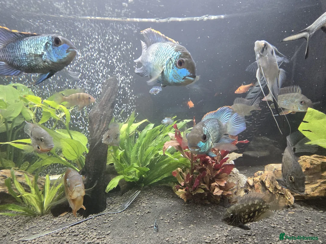 Cichlids fish for sale: Blue electric acara  in Preston - Advert 1