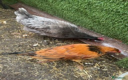 Chickens poultry for sale: 2 chickens looking for a home  - Image 1