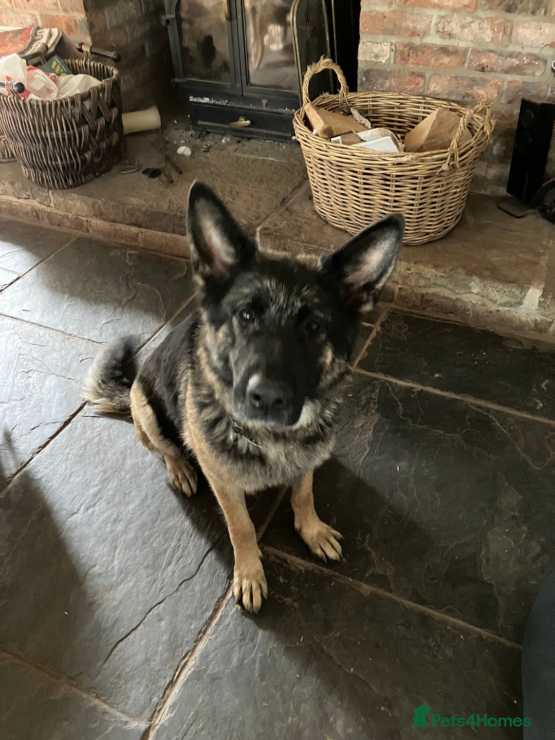 German Shepherd dogs for sale: German shepherd pups from working lines for sale - Image 4