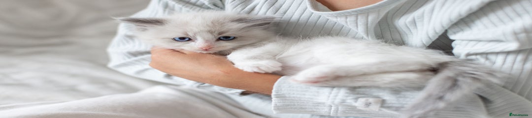 Ragdoll Kitten 1