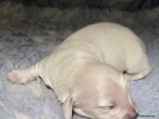 Miniature Dachshund dogs Exceptional KC White Cream Minature Dachshund - Advert 2