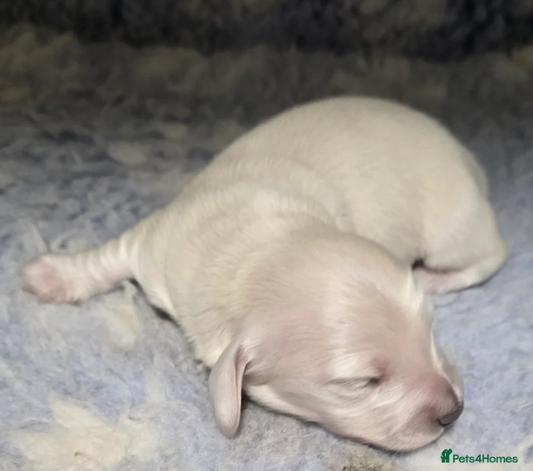 Miniature Dachshund dogs for sale: Exceptional KC Cream longcoat boy - Advert 15