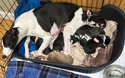 Whippet dogs for sale: Beautiful Whippet Pups - Image 3