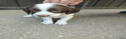 English Springer Spaniel dogs for sale: Beautiful litter of English Springer spaniels - Advert 18