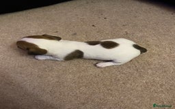 Jack Russell dogs for sale: Small Jack Russell pups  - Image 4