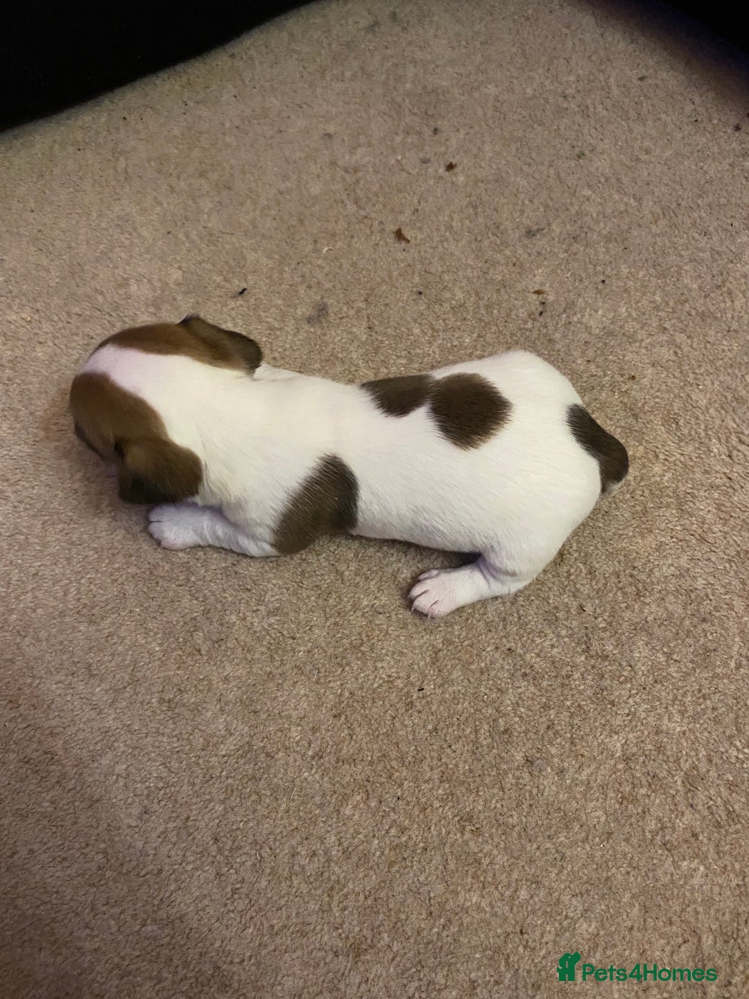 Jack Russell dogs for sale: Small Jack Russell pups  - Image 4