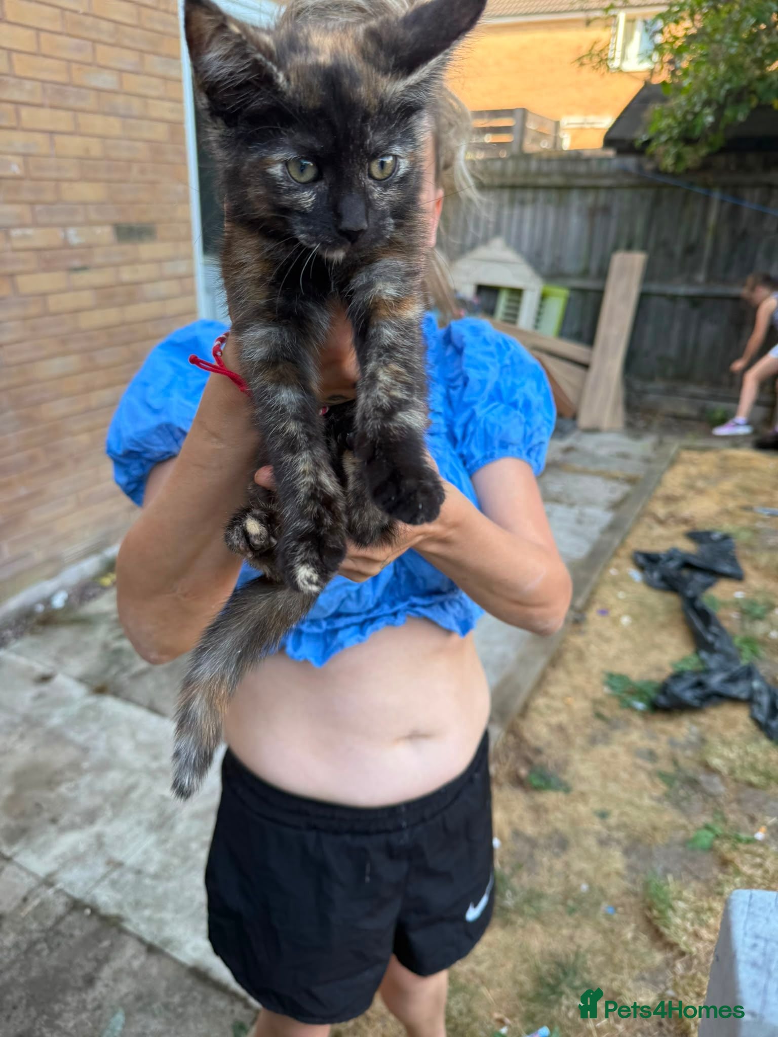 Mixed Breed cats 3 kittens 20 pound - Advert 2