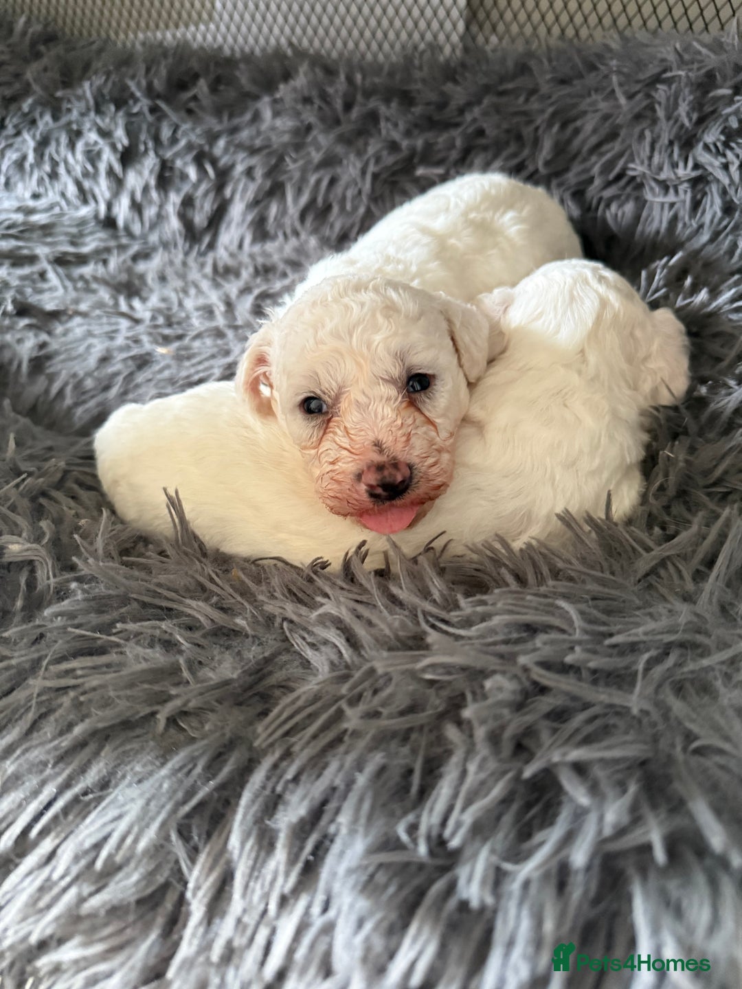 Bichon Frise dogs for sale: Adorable pure bichon frisée puppies !!! - Image 2