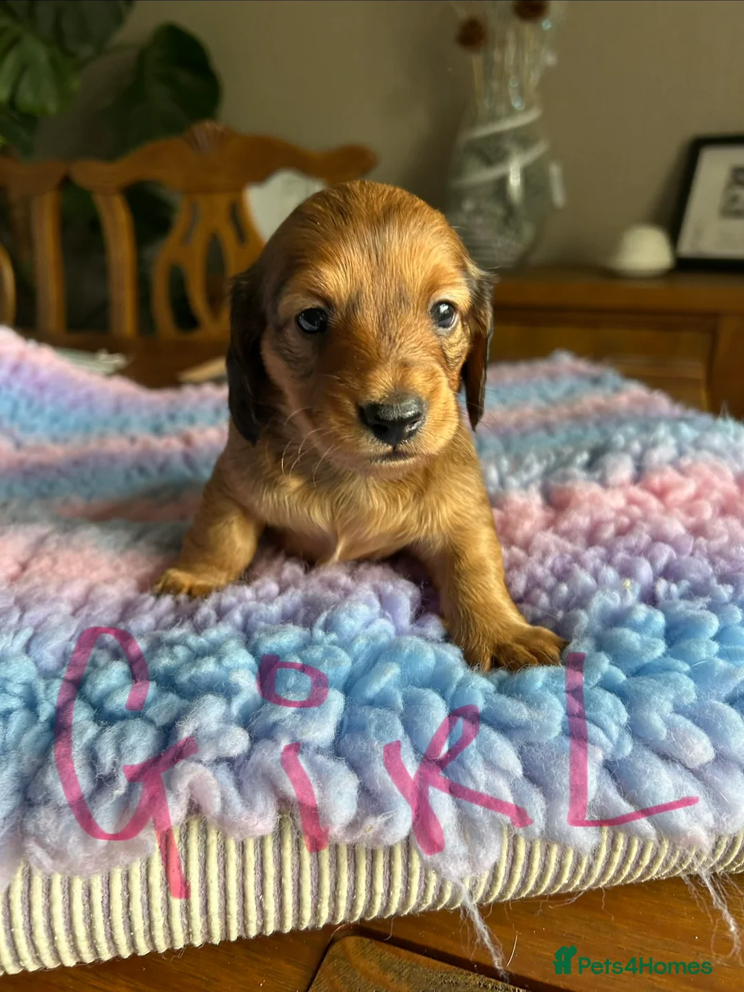 Miniature Dachshund dogs for sale: Miniature long haired dachshund  - Advert 10