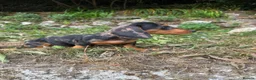 Miniature Dachshund dogs for sale: Silver dapple and tan miniature dachshund  in Port Talbot - Advert 3