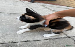 Mixed Breed cats for sale: loved and cared for kittens looking for new home🥹 - Image 37