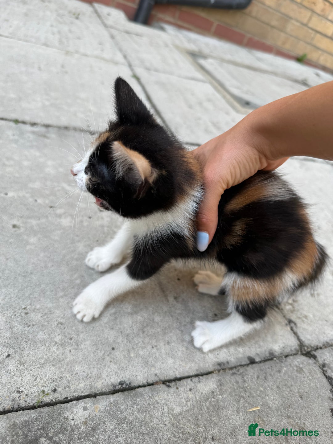 Mixed Breed cats for sale: loved and cared for kittens looking for new home🥹 - Image 37