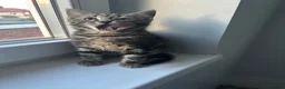 Norwegian Forest Cat cats for sale: Gorgeous Norwegian Forest Cat Cross Kittens - Advert 7