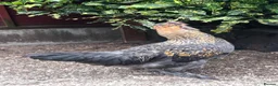 Chickens poultry for sale: Araucana x Silkie boy - Advert 6