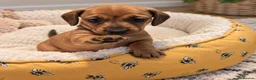 Miniature Dachshund dogs for sale: 1 boy left!Beautiful Miniature Dachshund Puppies   - Advert 9