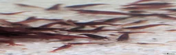 Shrimps fish for sale: Bloody Mary Shrimp x5 in Billericay - Advert 2
