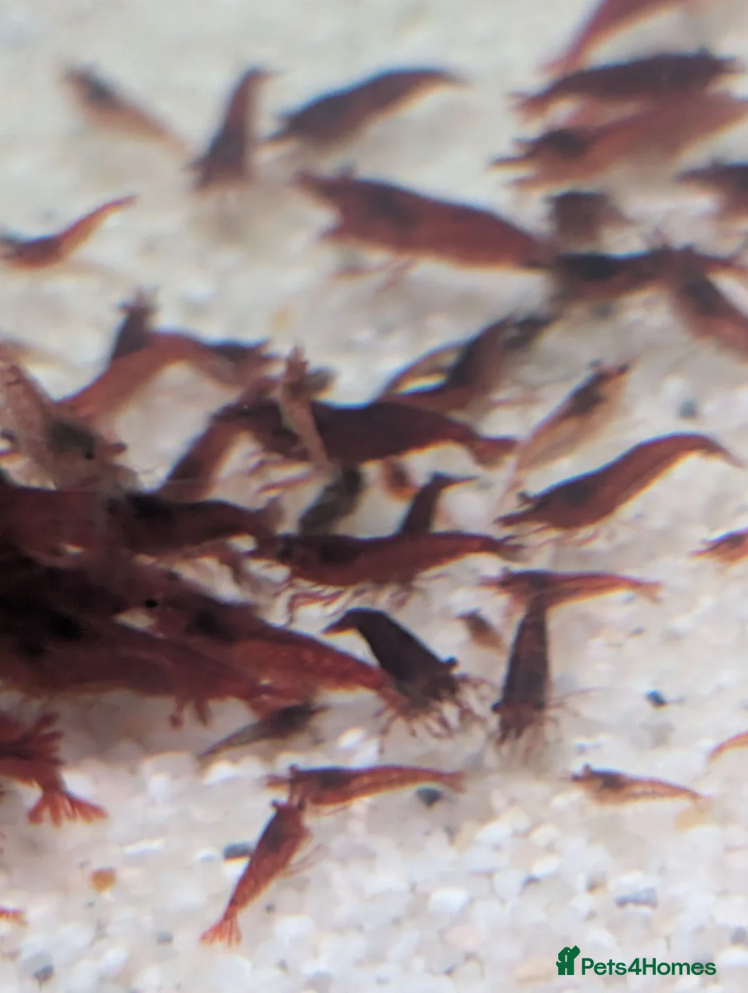 Shrimps fish for sale: Bloody Mary Shrimp x5 in Billericay - Advert 2