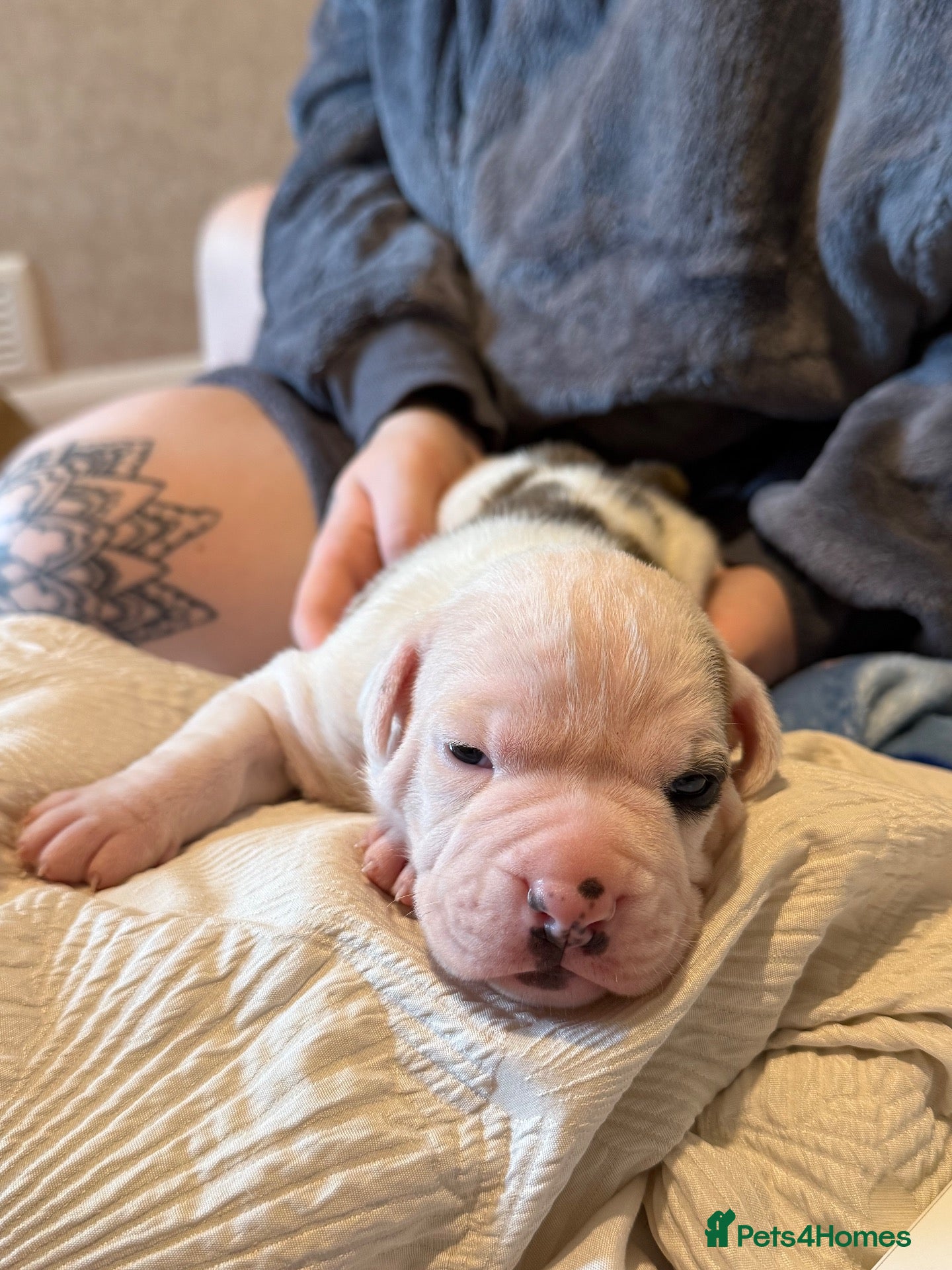 American Bulldog dogs American Bulldog Puppies.  - Advert 6