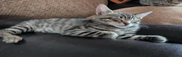 Bengal cats for sale: Playful and Friendly Bengal kittens - Advert 12