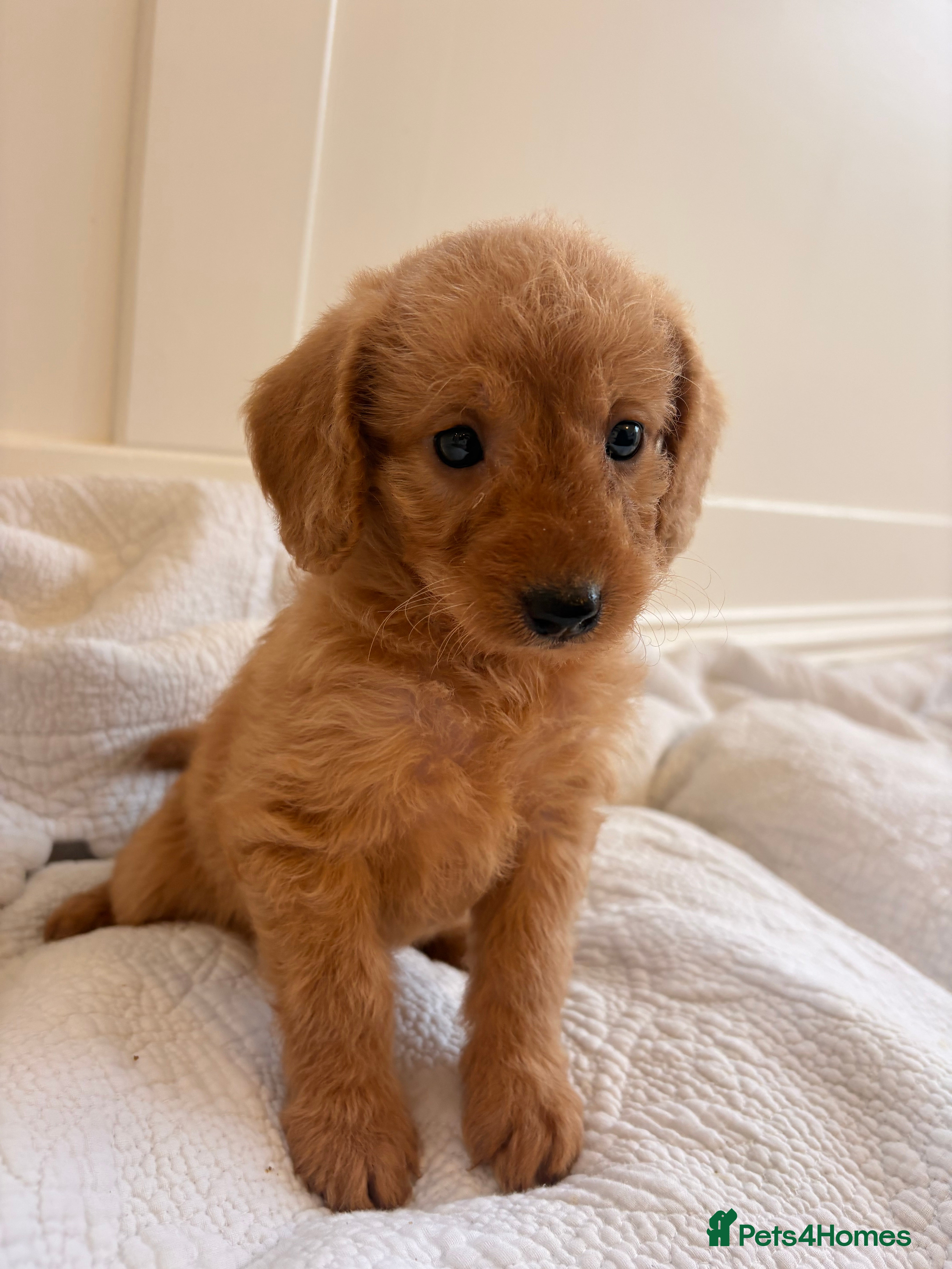 Labradoodle dogs LICENSED BREEDER QUALITY MINI LABRADOODLES - Advert 13