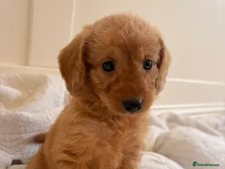 Labradoodle dogs LICENSED BREEDER QUALITY MINI LABRADOODLES - Advert 13