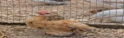 Chickens poultry for sale: Pekin bantam female growers/day old chicks  - Advert 5