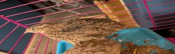 Chickens poultry for sale: unsexed chicks and quail and eggs - Advert 7