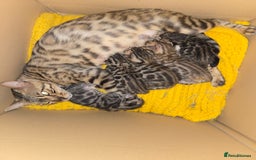 Bengal cats for sale: Bengal kittens for sale £350 - Image 1