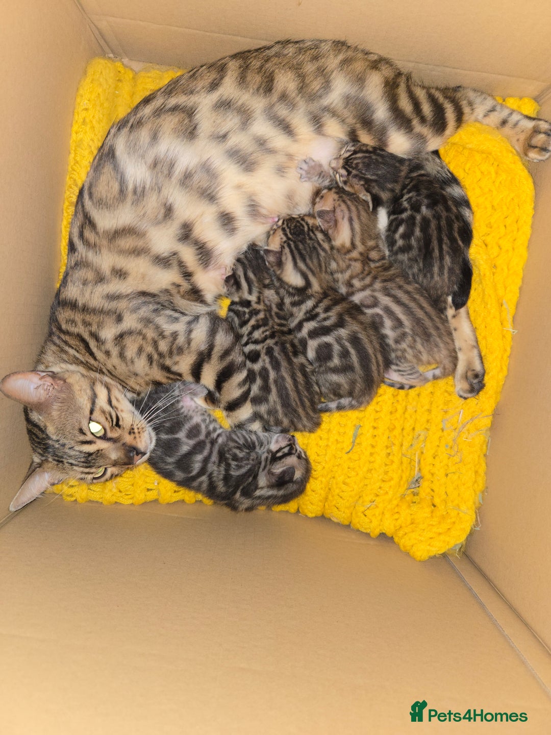 Bengal cats for sale: Bengal kittens for sale £350 - Image 1