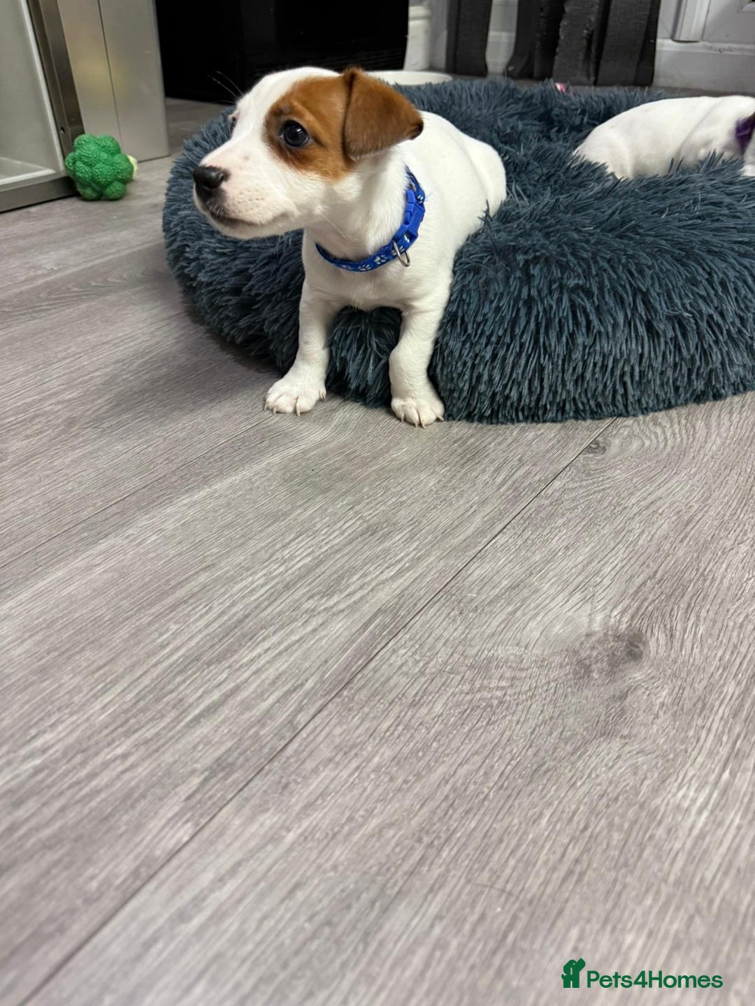 Jack Russell dogs for sale: 8 Week Old Jack Russel Puppies  - Advert 7