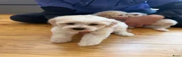 Bichon Frise dogs for sale: Bichon Maltese  - Advert 9