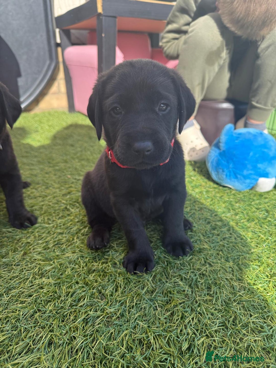 Labrador Retriever dogs for sale: Stunning black Labrador puppies  - Image 1