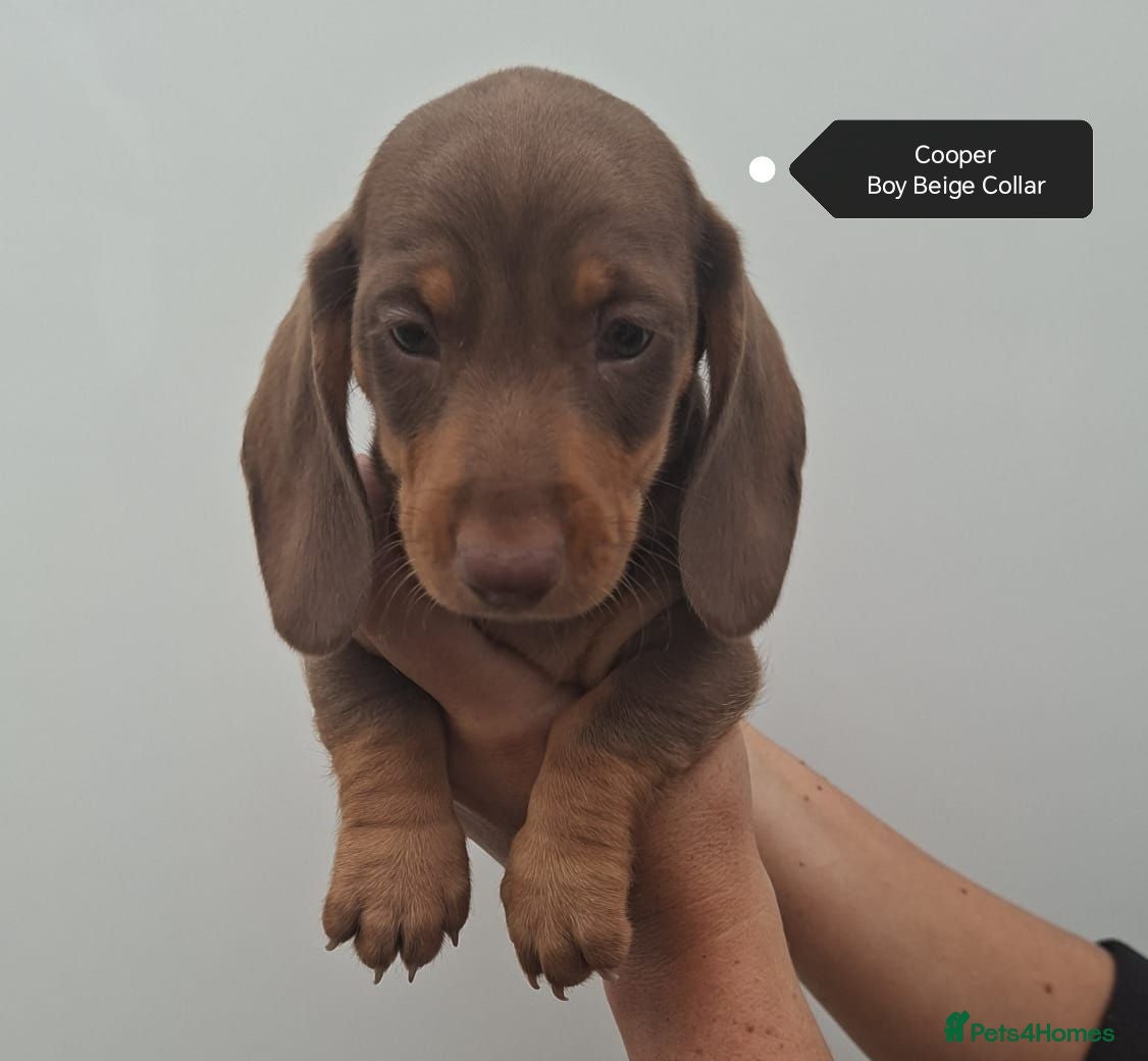 Dachshund dogs Pra Clear Minature Daushaund Puppies  - Advert 1