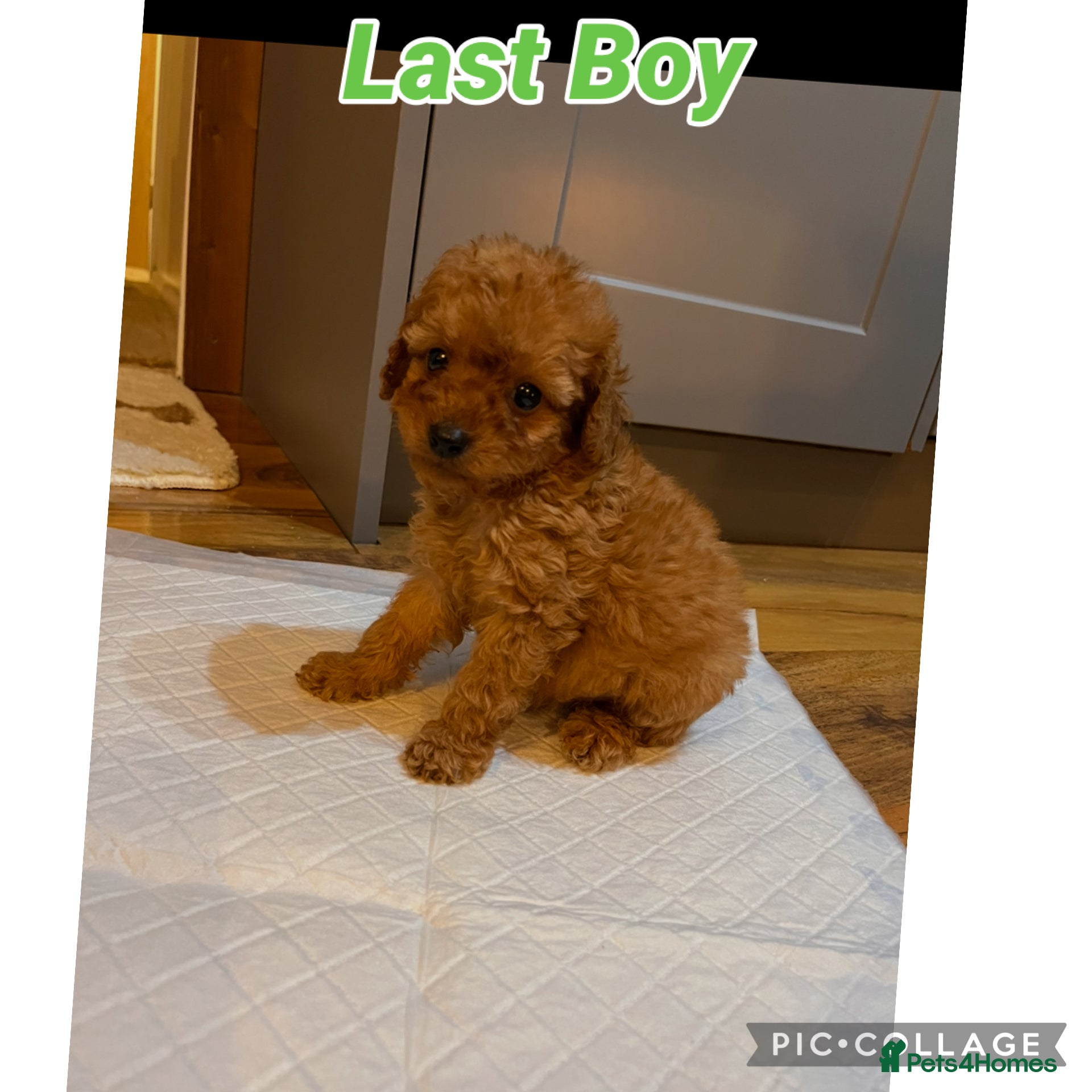 Cavapoo dogs Red Cavapoo pups - Advert 4