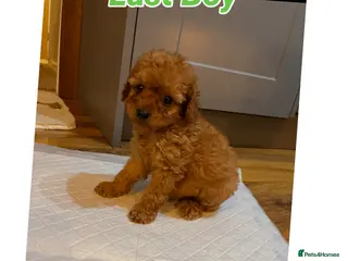 Cavapoo dogs Red Cavapoo pups - Advert 4
