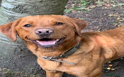 Labrador Retriever dogs for sale: Fox Red Male Labrador Retriever 20 months  - Image 1