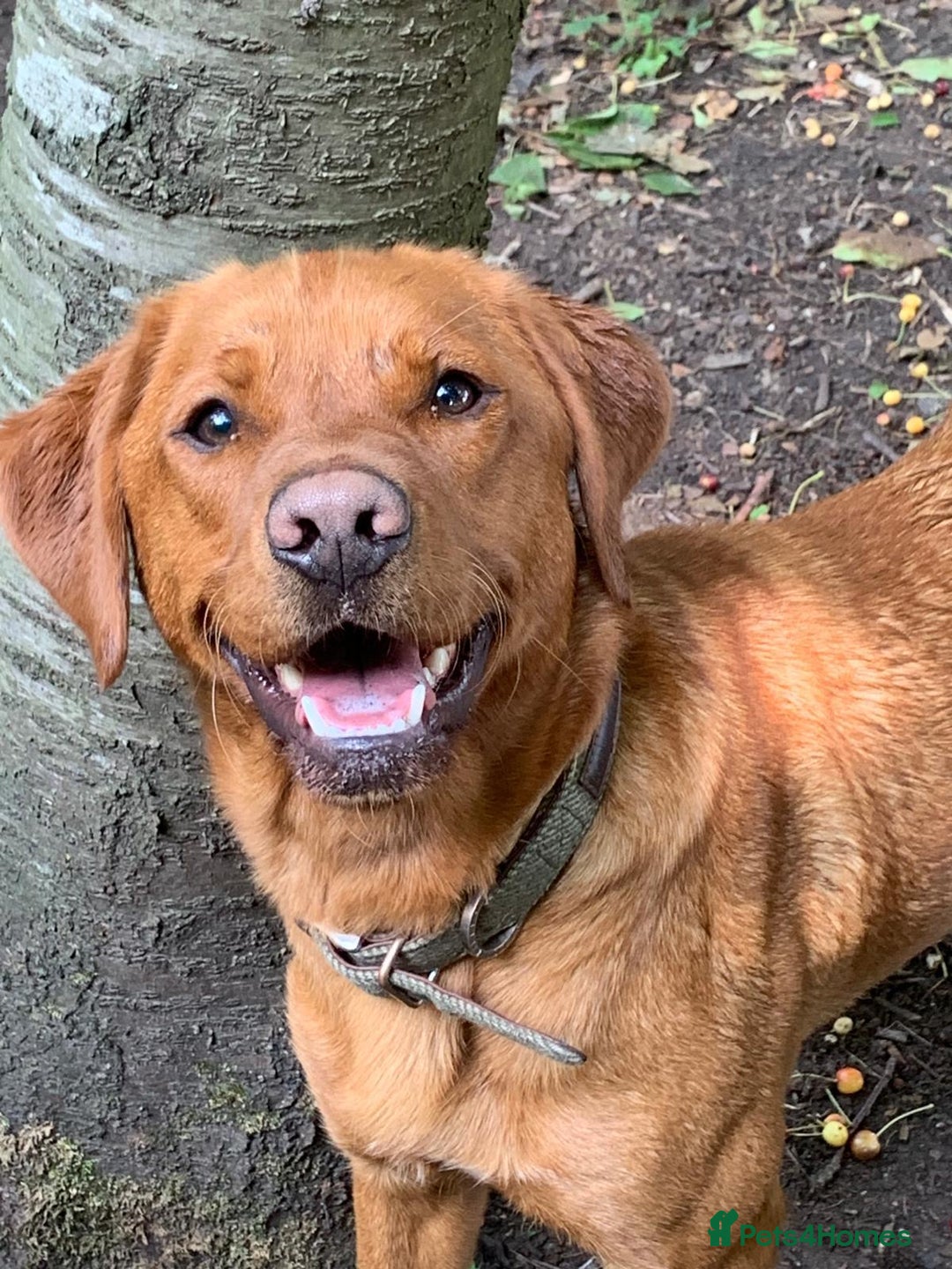 Labrador Retriever dogs for sale: Fox Red Male Labrador Retriever 20 months  - Image 1