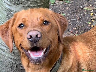 Labrador Retriever dogs - Advert 12