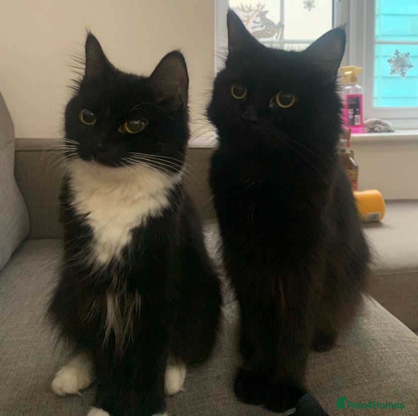 Mixed Breed cats Two mixed breed female cats to be sold together. in Camberley - Advert 1