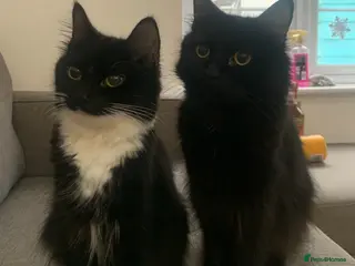 Mixed Breed cats Two mixed breed female cats to be sold together. in Camberley - Advert 1