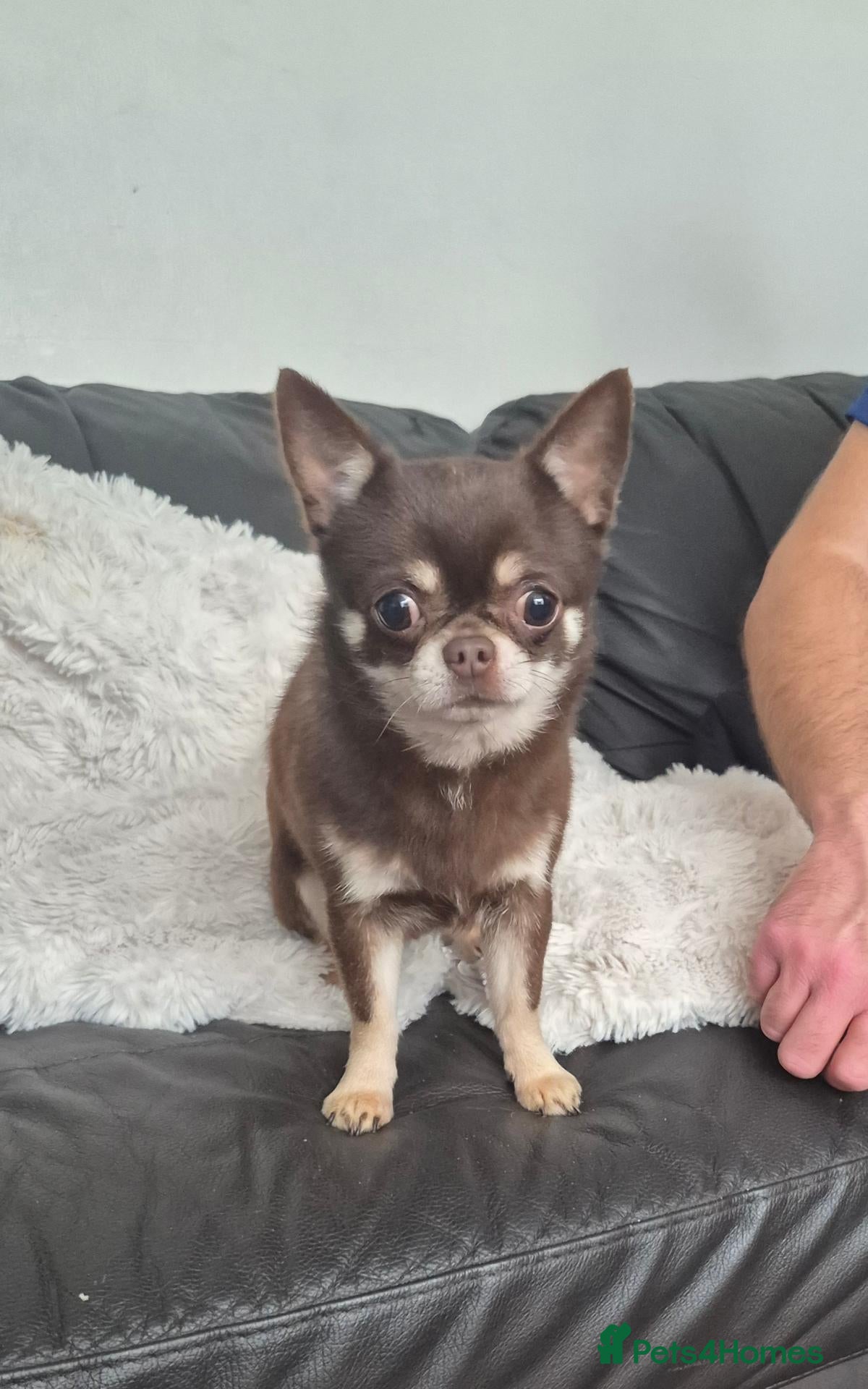 Chihuahua dogs Gorgeous Boy Chihuahua  - Advert 4
