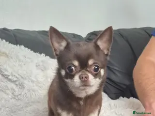 Chihuahua dogs Gorgeous Boy Chihuahua - Advert 2