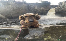 Dachshund dogs for sale: Working Wirehaired dachshund teckels puppies - Image 3