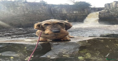 Dachshund dogs - Advert 14