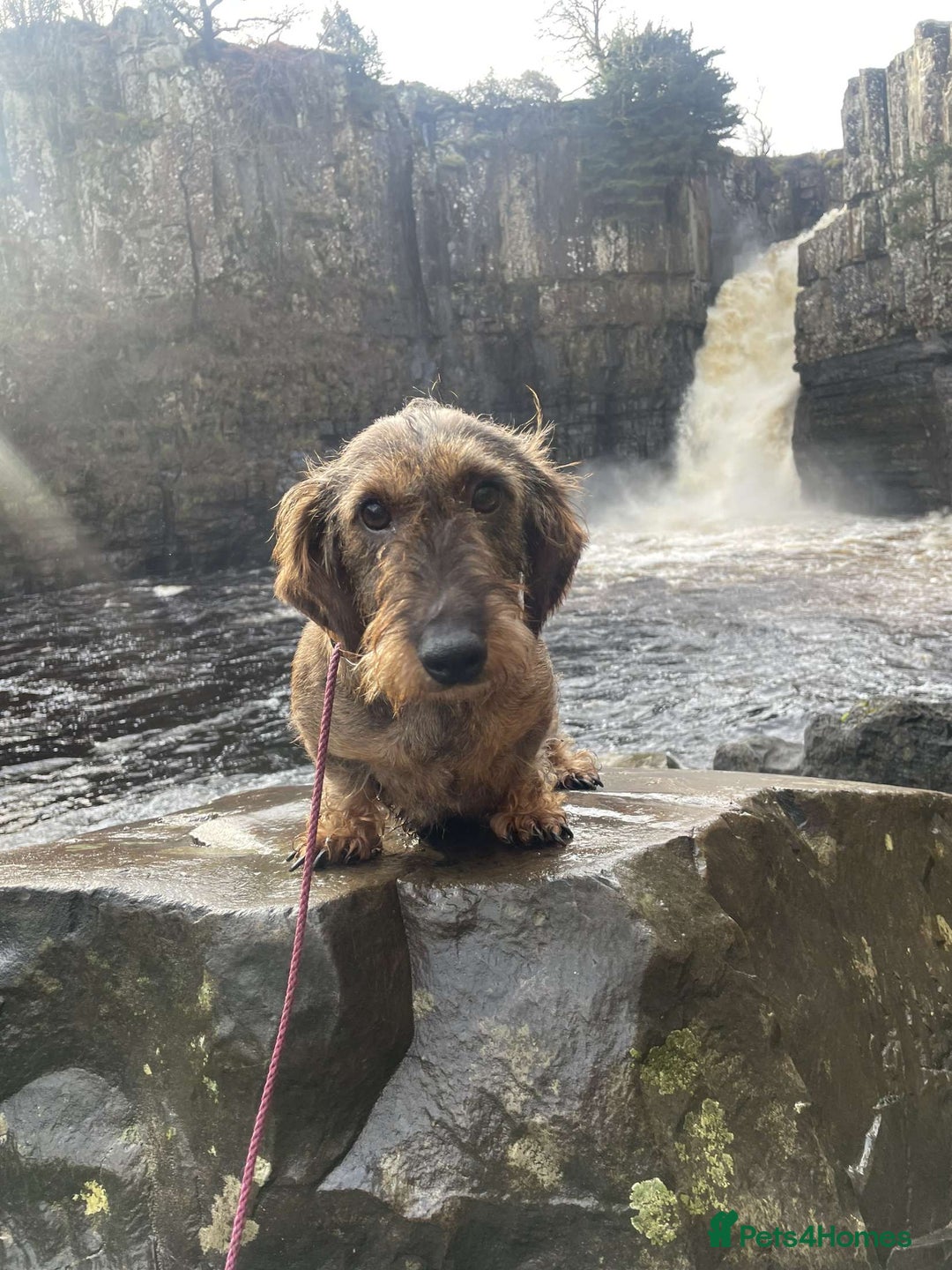 Dachshund dogs for sale: Working Wirehaired dachshund teckels puppies - Image 3